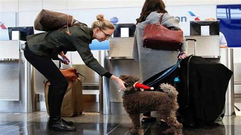 pet travel air france